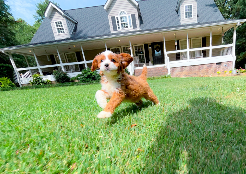 Cavapoo Puppy for Adoption