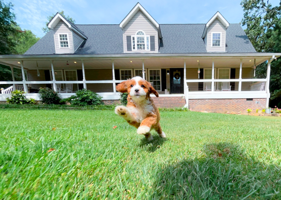 Cavapoo Pup Being Cute