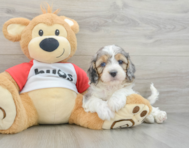 9 week old Cavapoo Puppy For Sale - Simply Southern Pups