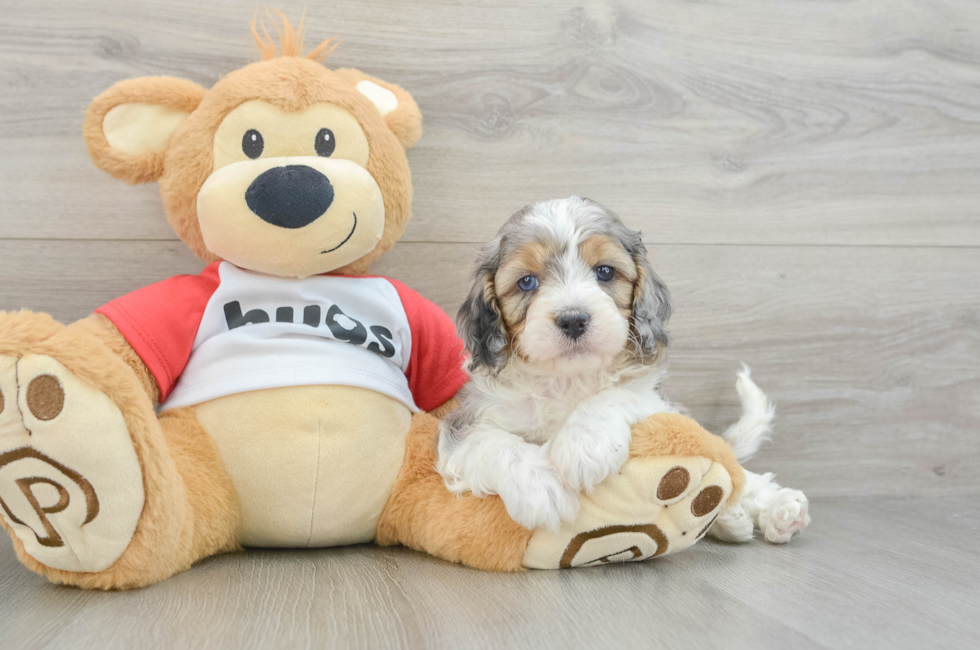 5 week old Cavapoo Puppy For Sale - Simply Southern Pups