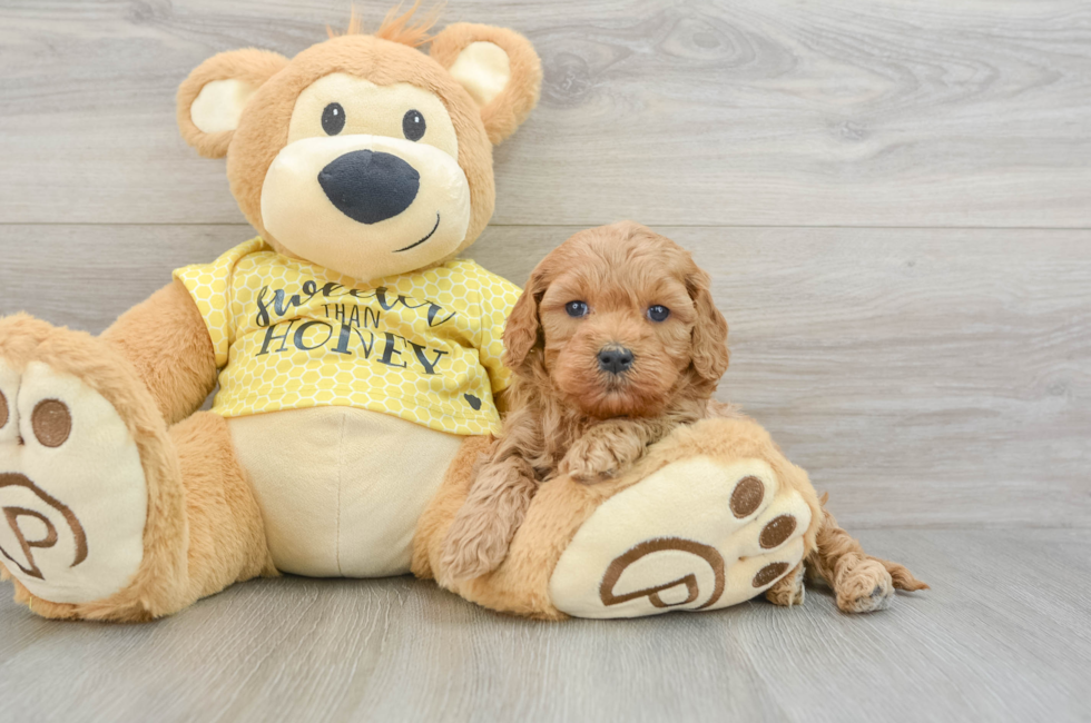 5 week old Cavapoo Puppy For Sale - Simply Southern Pups