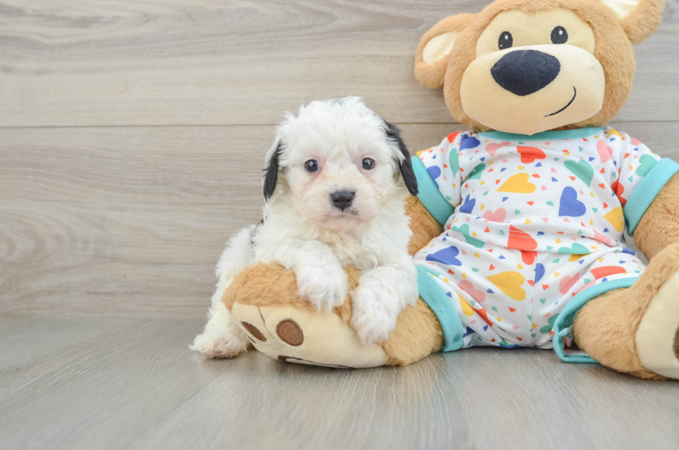 6 week old Cavapoo Puppy For Sale - Simply Southern Pups