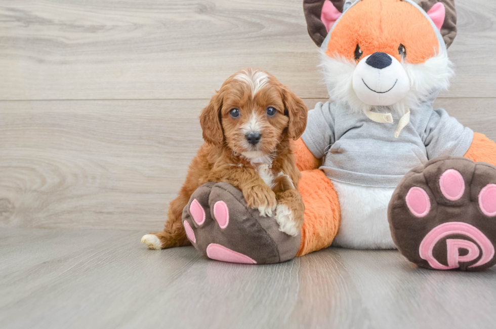 6 week old Cavapoo Puppy For Sale - Simply Southern Pups