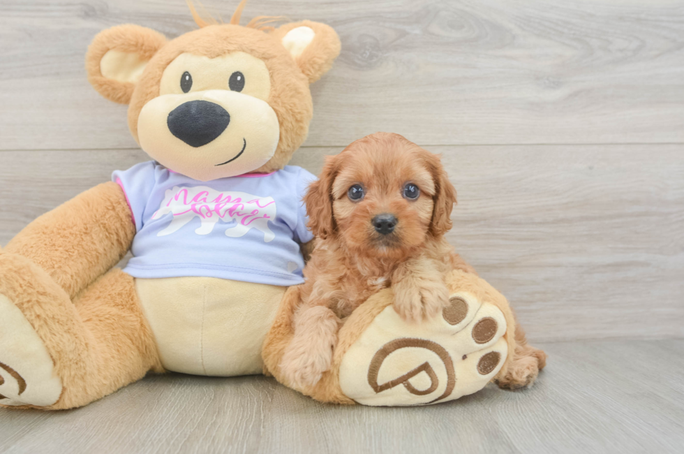 5 week old Cavapoo Puppy For Sale - Simply Southern Pups