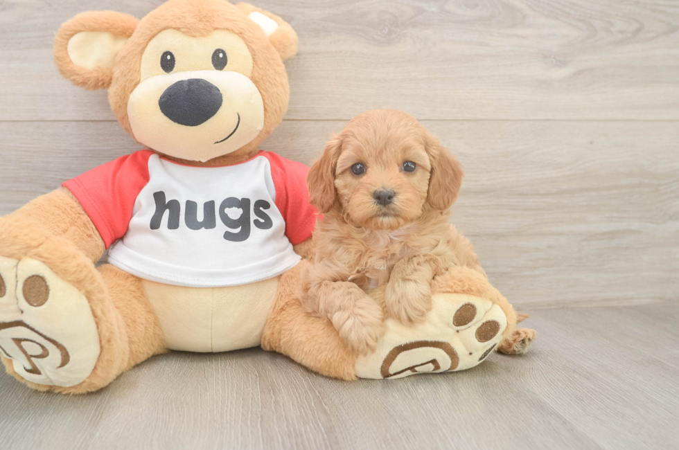 6 week old Cavapoo Puppy For Sale - Simply Southern Pups