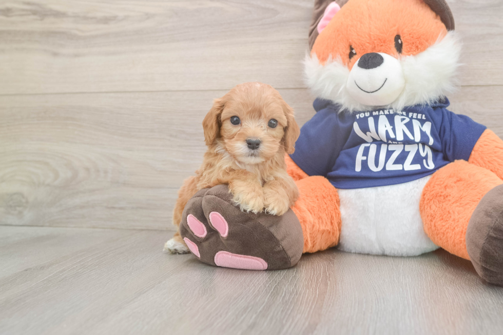 Meet Quill - our Cavapoo Puppy Photo  2/3 - Simply Southern Pups Smart Cavapoo Poodle Mix Pup