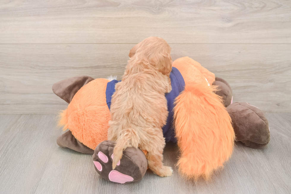 Meet Quill - our Cavapoo Puppy Photo  3/3 - Simply Southern Pups Best Cavapoo Baby