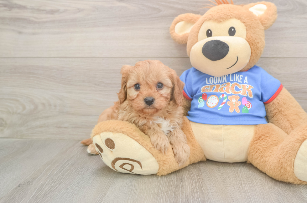 5 week old Cavapoo Puppy For Sale - Simply Southern Pups