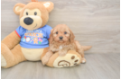 Best Cavapoo Baby
