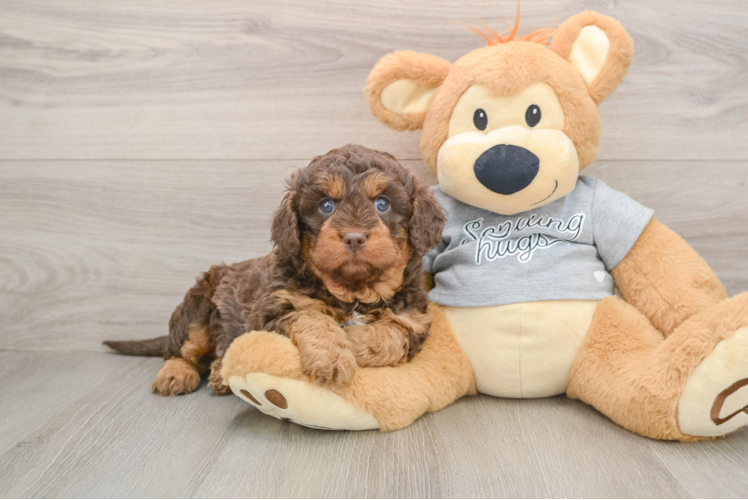 Cavapoo Puppy for Adoption