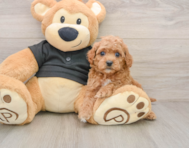 7 week old Cavapoo Puppy For Sale - Simply Southern Pups