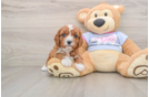 Funny Cavapoo Poodle Mix Pup