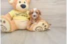 Cavapoo Pup Being Cute
