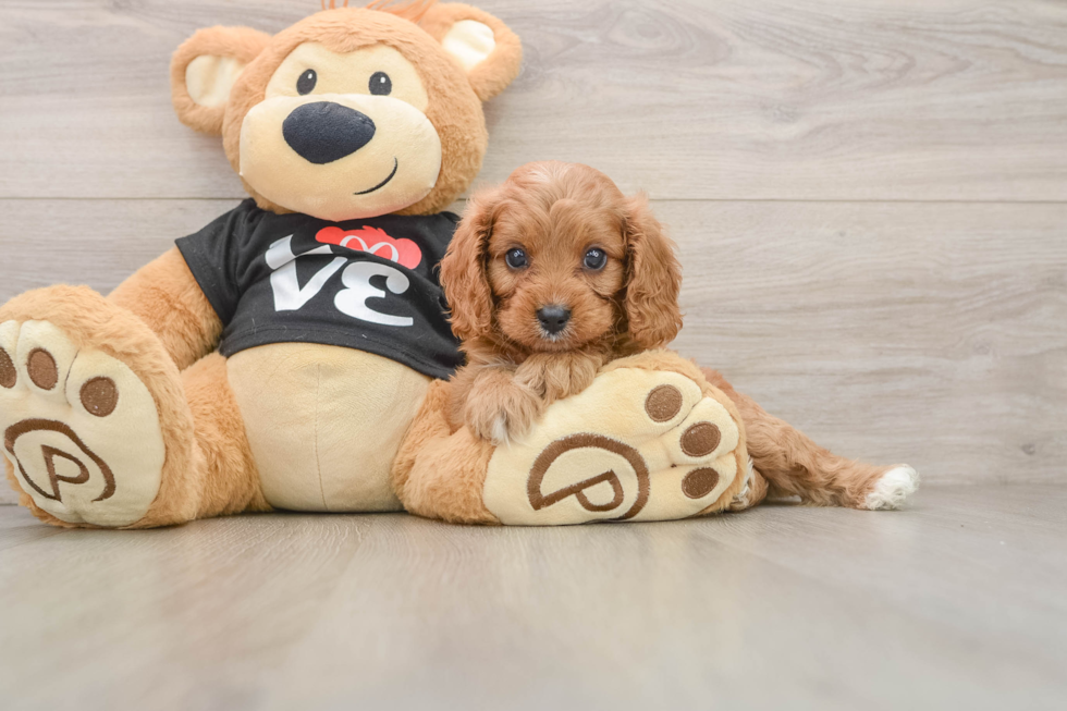 Best Cavapoo Baby