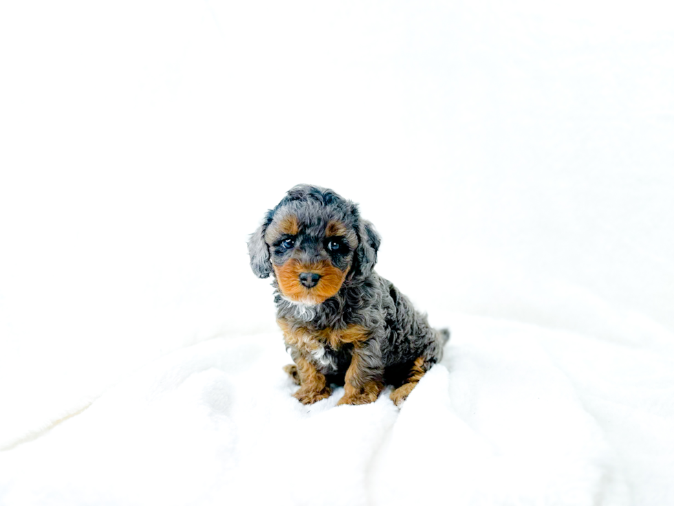 Cavapoo Puppy for Adoption