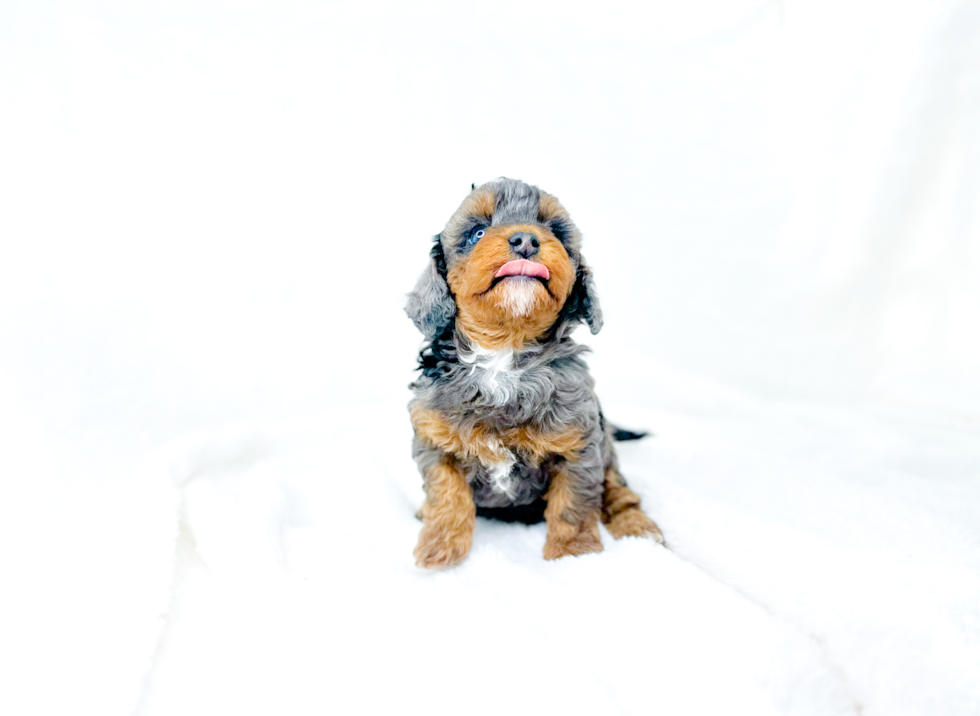 Cute Cavapoo Baby