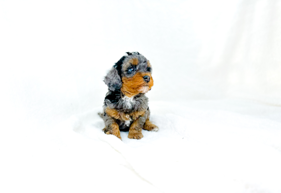 Cute Cavipoo Poodle Mix Puppy