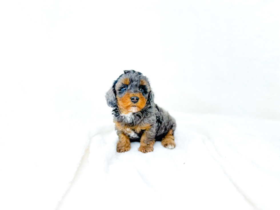 Cute Cavipoo Poodle Mix Puppy