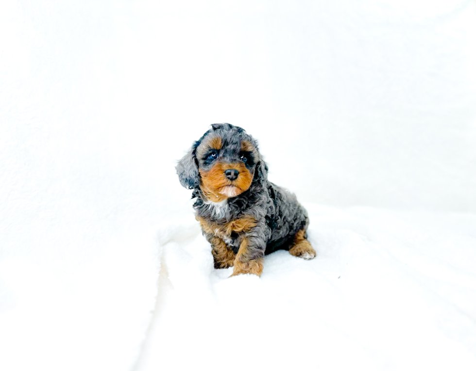 Cute Cavapoo Poodle Mix Pup