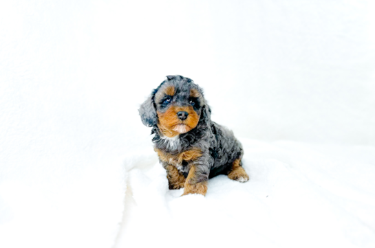 Cute Cavapoo Poodle Mix Pup