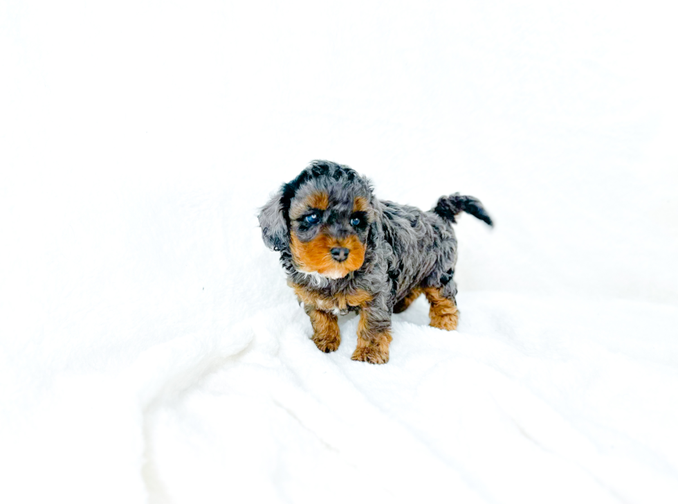 Cavapoo Pup Being Cute