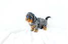 Cute Cavapoo Poodle Mix Pup