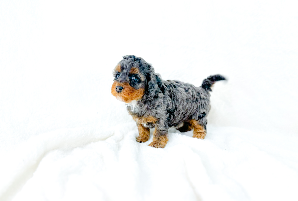 Cute Cavapoo Poodle Mix Pup