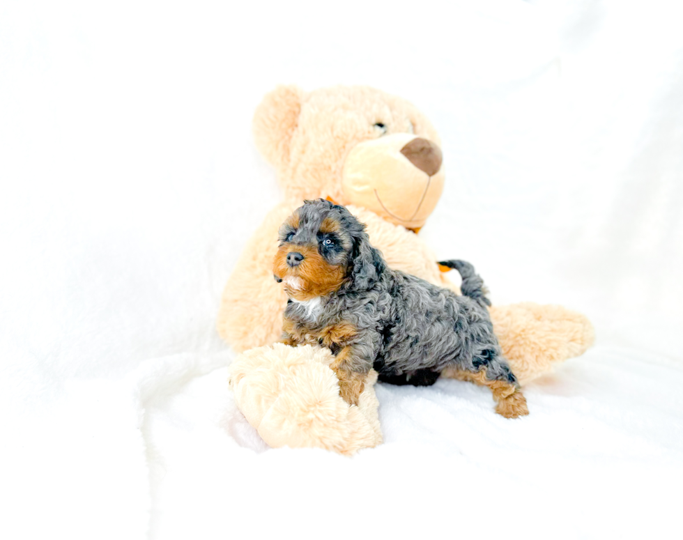 Cavapoo Puppy for Adoption