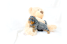 Cavapoo Puppy for Adoption