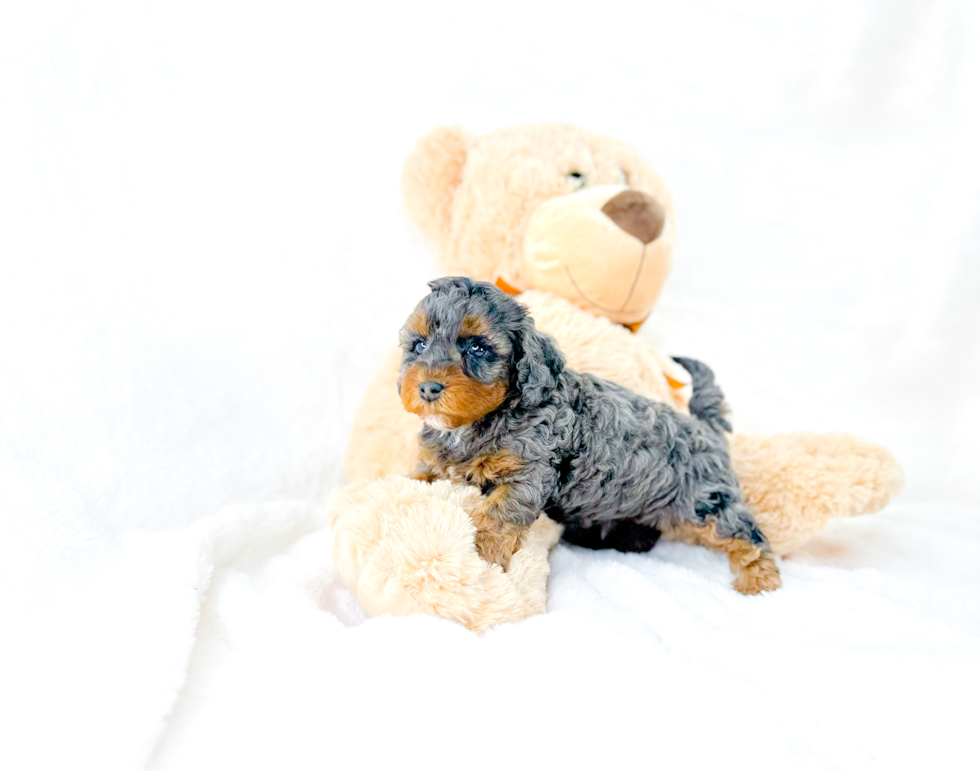 Cavapoo Puppy for Adoption