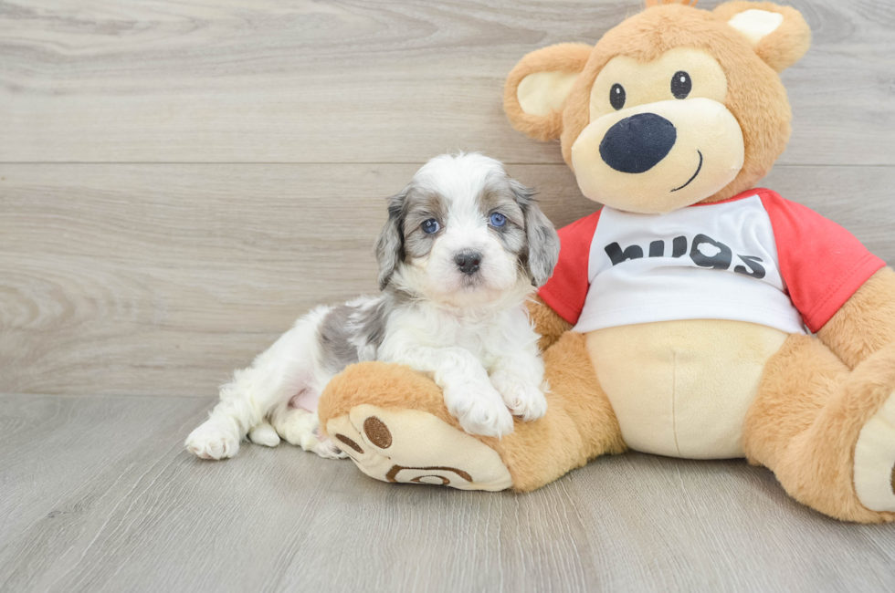 5 week old Cavapoo Puppy For Sale - Simply Southern Pups