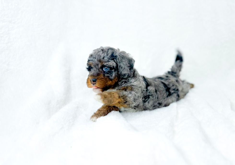 Cavapoo Pup Being Cute