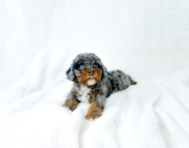 7 week old Cavapoo Puppy For Sale - Simply Southern Pups