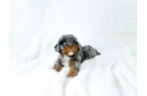 Cute Cavapoo Poodle Mix Pup