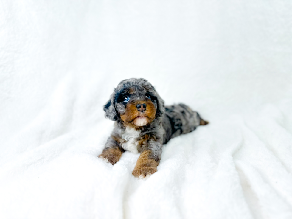 Cute Cavapoo Poodle Mix Pup