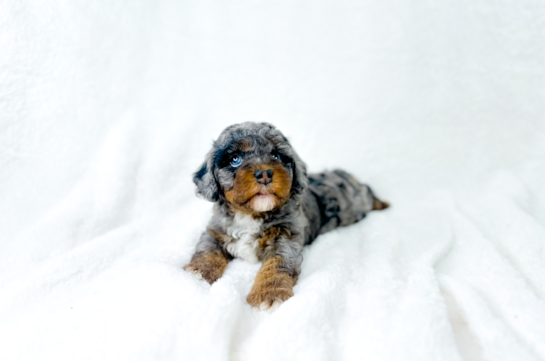 Cute Cavapoo Poodle Mix Pup