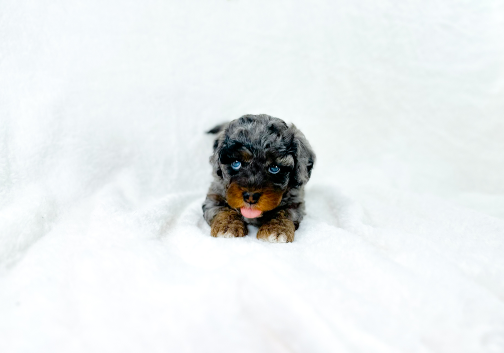 Cute Cavapoo Baby