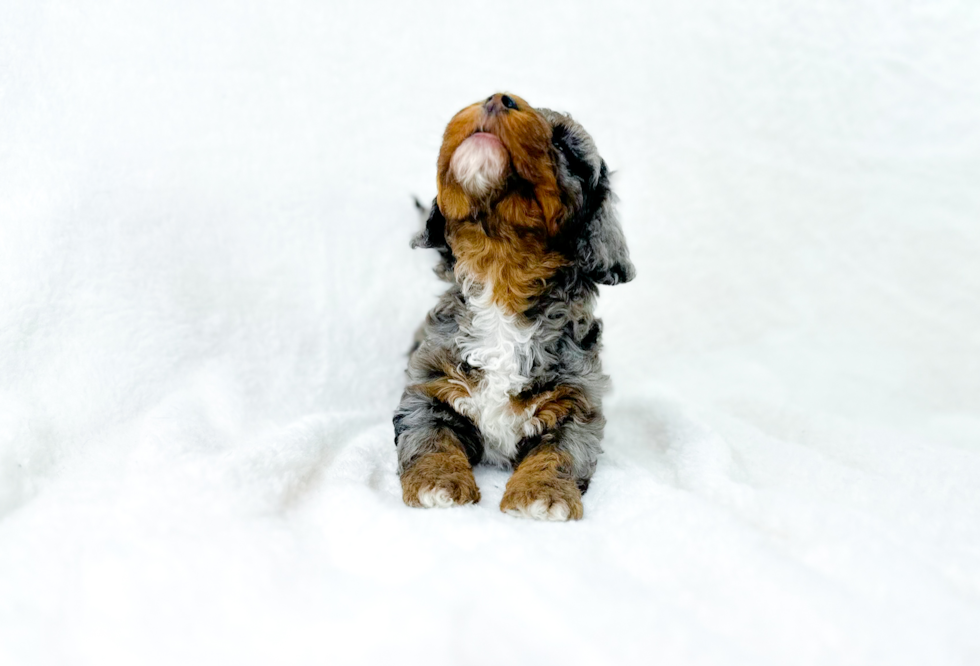 Cute Cavapoo Poodle Mix Pup