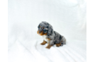 Cavapoo Puppy for Adoption