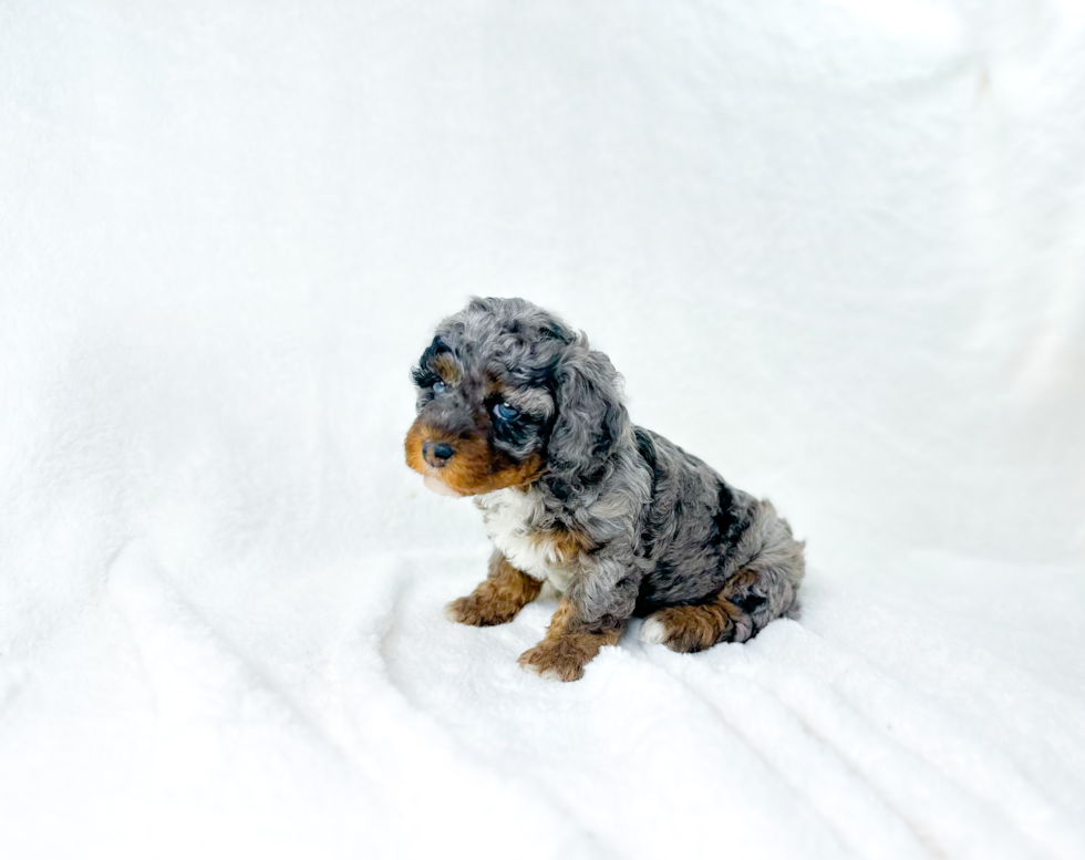 Cavapoo Puppy for Adoption