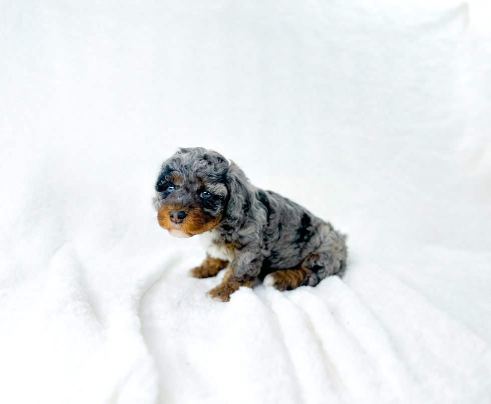 Best Cavapoo Baby