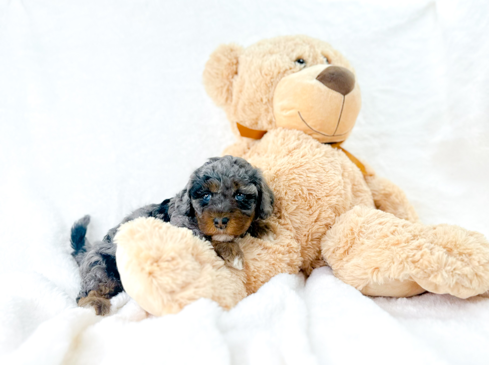 Best Cavapoo Baby