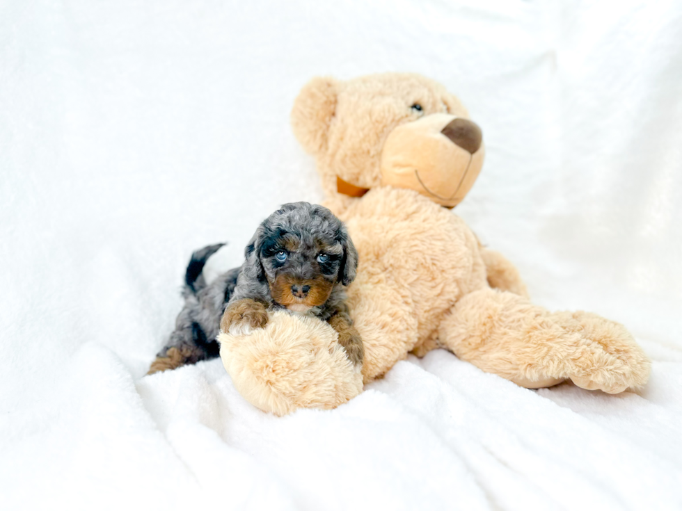 Cavapoo Pup Being Cute