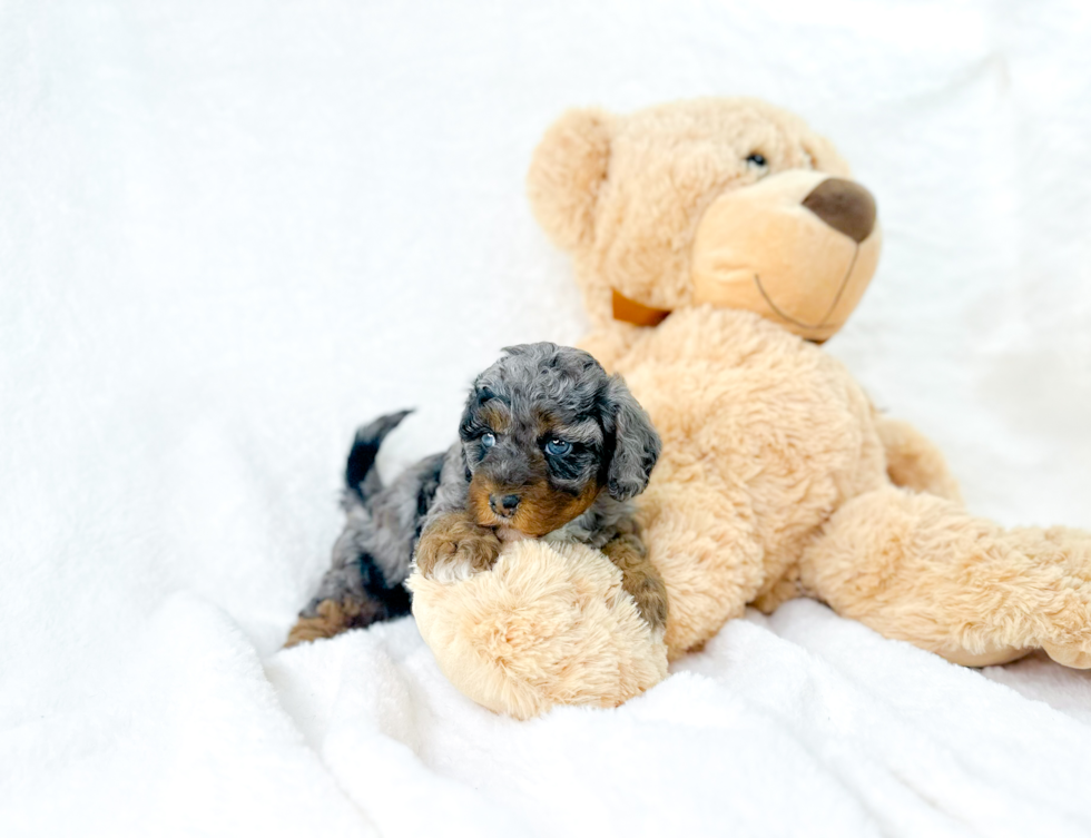 Best Cavapoo Baby