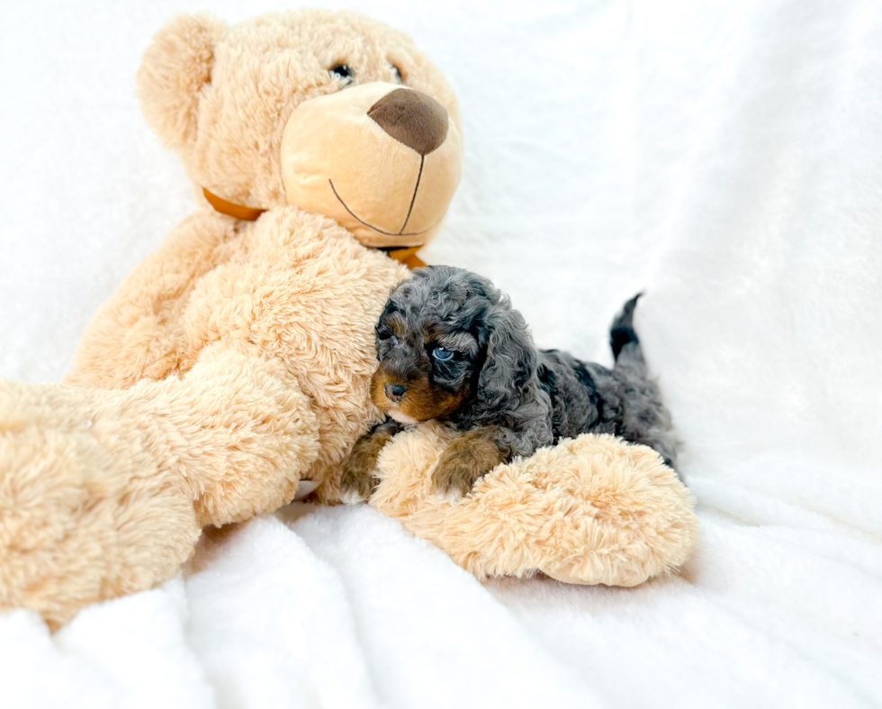 Cavapoo Pup Being Cute