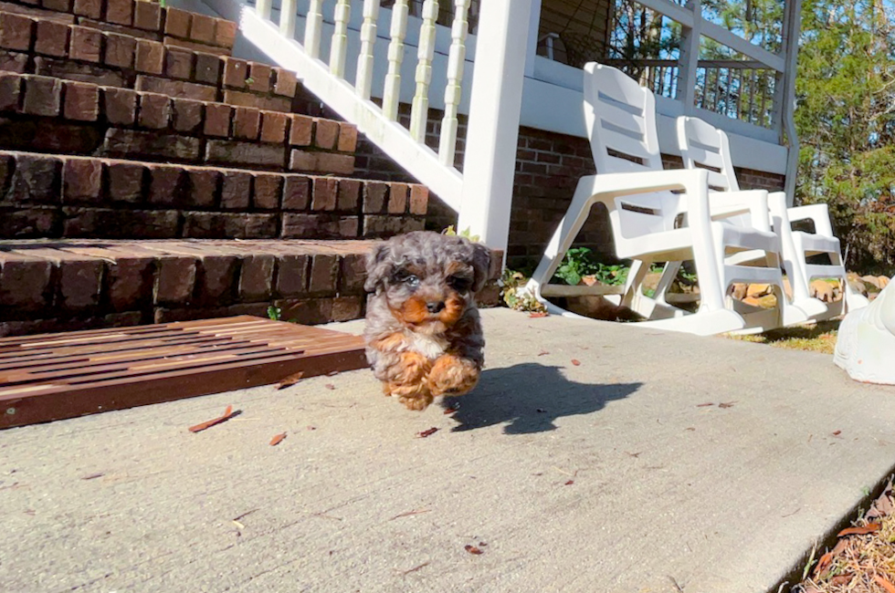 9 week old Cavapoo Puppy For Sale - Simply Southern Pups