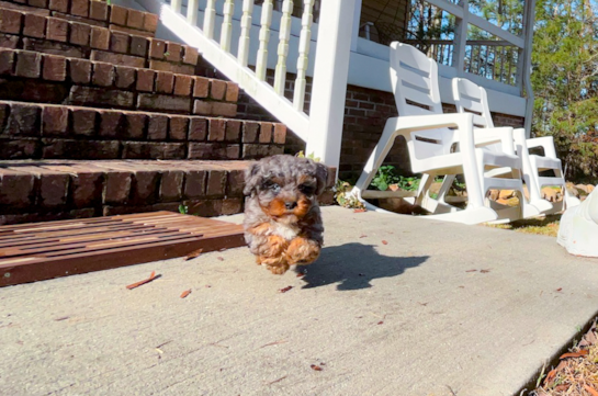 Cute Cavadoodle Poodle Mix Puppy