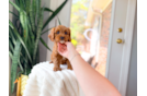 Cute Cavapoo Baby