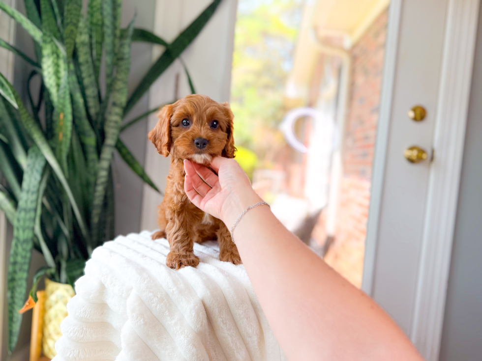 Cute Cavapoo Baby