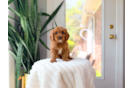 Cavapoo Pup Being Cute
